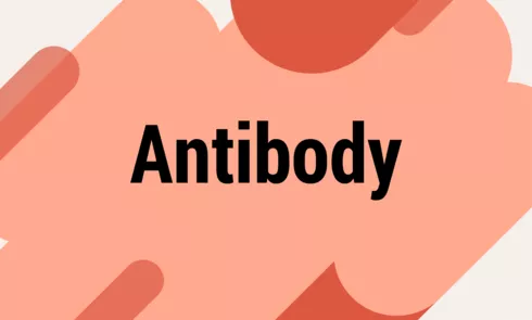 antibodypng