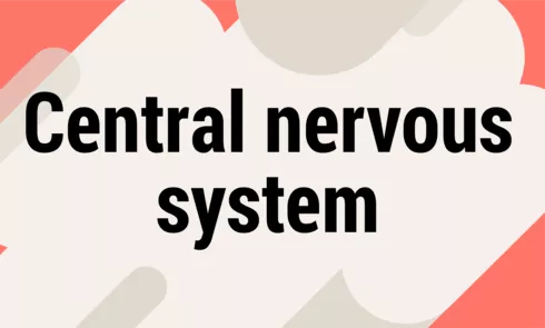 centralnervoussystempng