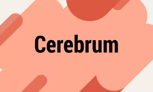 cerebrumpng