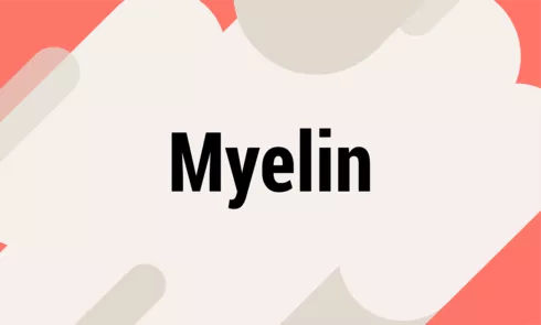 myelinpng