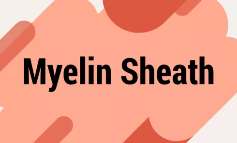 myelinsheathpng