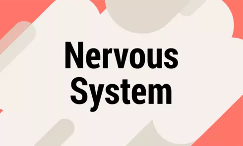 nervoussystempng