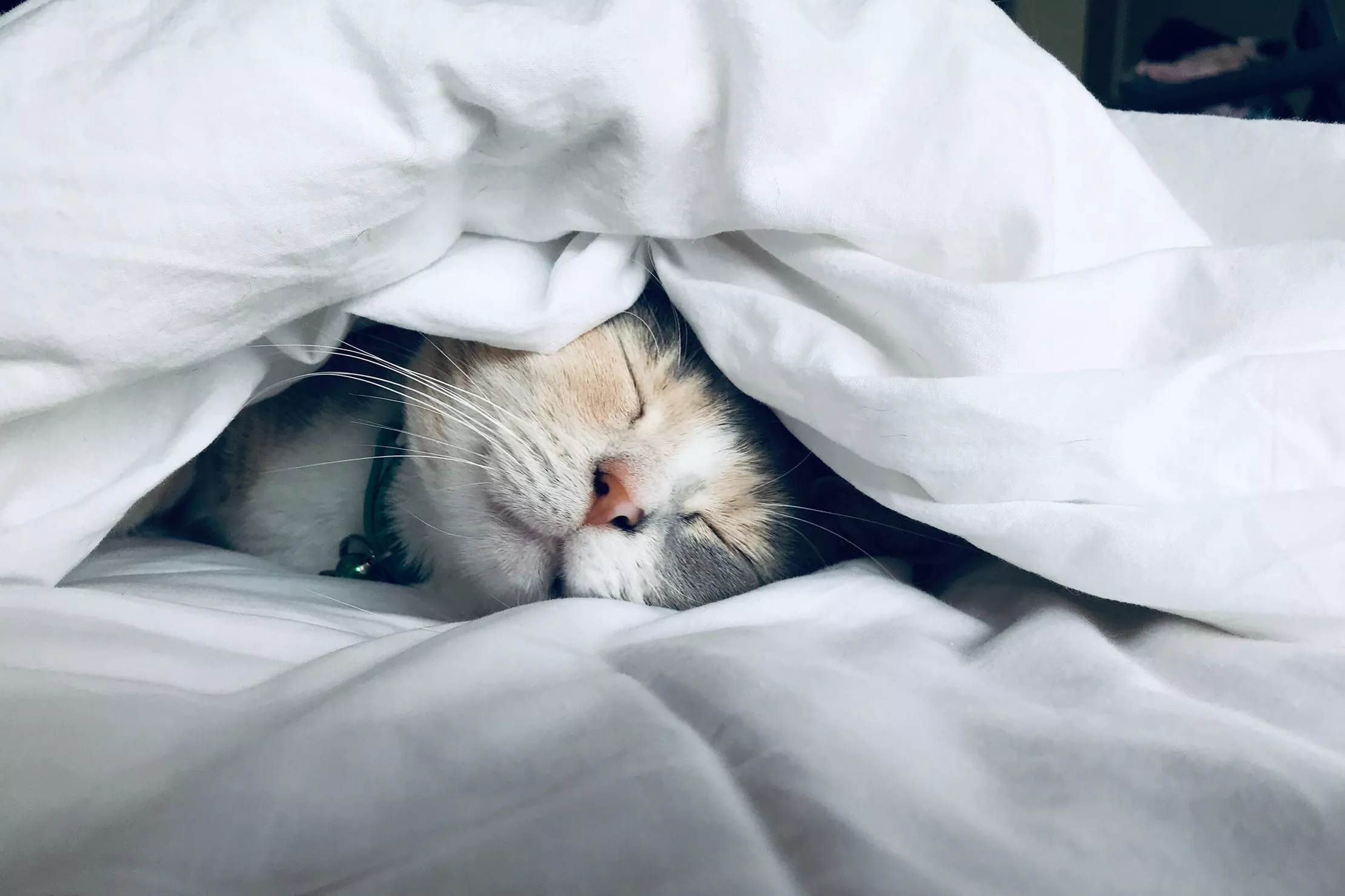 sleepingcatarticle