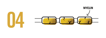 fourpushbackmyelin